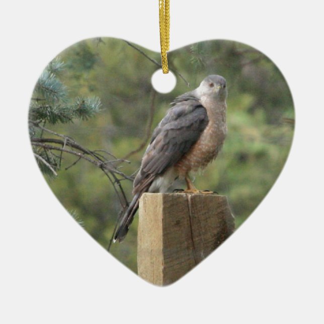 Cooper's Hawk Keramikornament (Vorne)