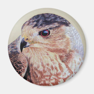 Coopers Hawk Magnet