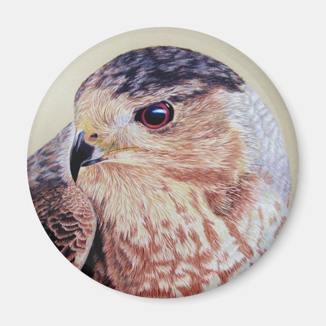Coopers Hawk Magnet (Vorne)