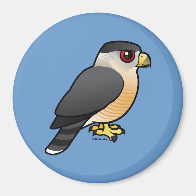 Cooper's Hawk Magnet (Vorne)