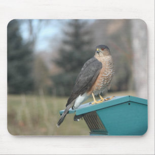 Coopers Hawk Mousepad