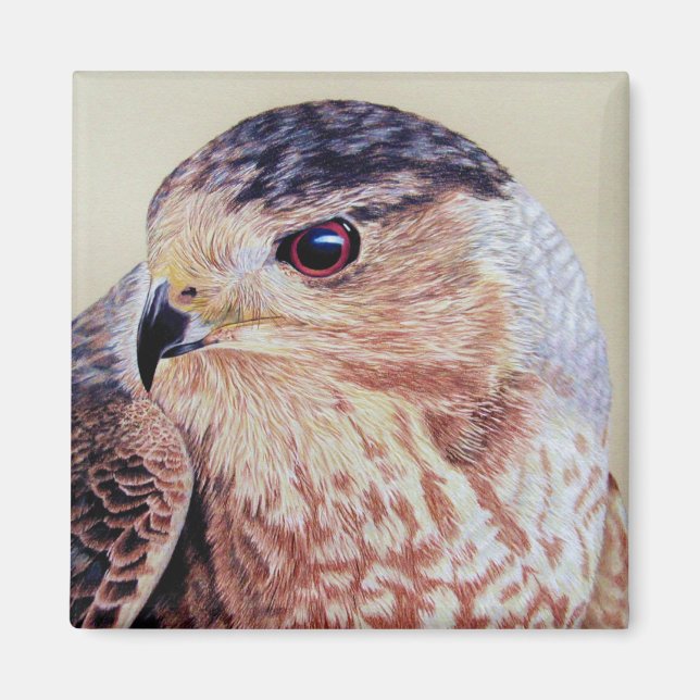 Coopers Hawk Portrait Magnet (Vorne)