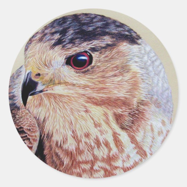 Coopers Hawk Portrait Runder Aufkleber (Vorderseite)