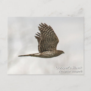 Cooper's Hawk Postkarte