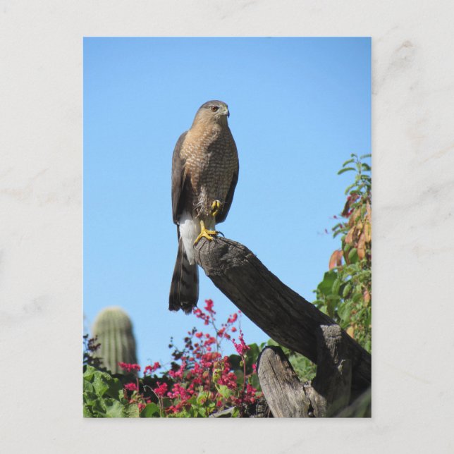 Cooper's Hawk Postkarte (Vorderseite)