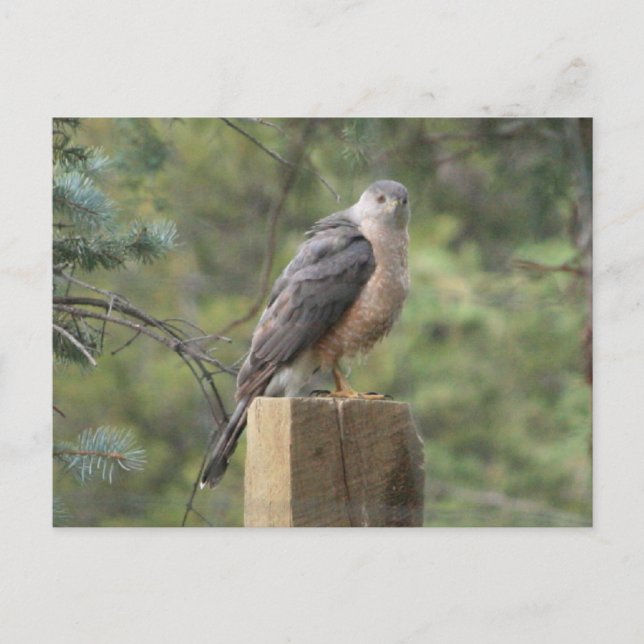 Cooper's Hawk Postkarte (Vorderseite)
