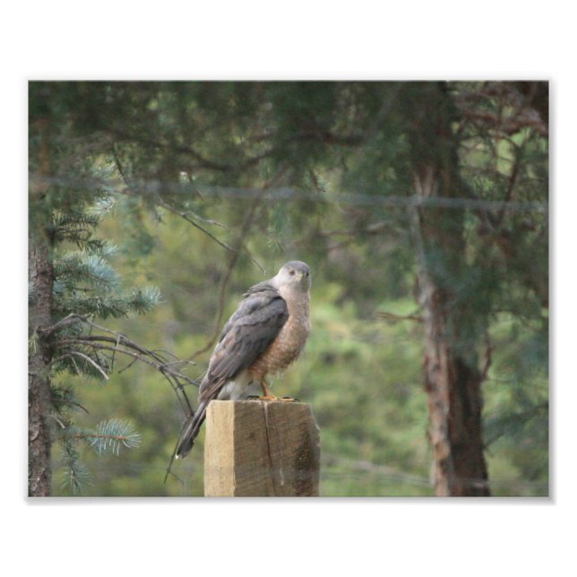 Cooper's Hawk Print Fotodruck (Vorne)