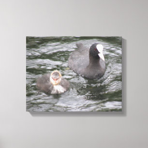 Coot and Chick Canvas Print Leinwanddruck