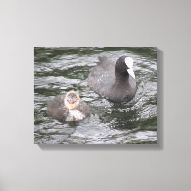 Coot and Chick Canvas Print Leinwanddruck (Vorderseite)