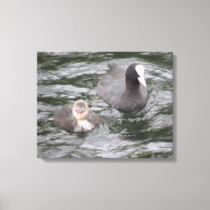 Coot and Chick Canvas Print Leinwanddruck