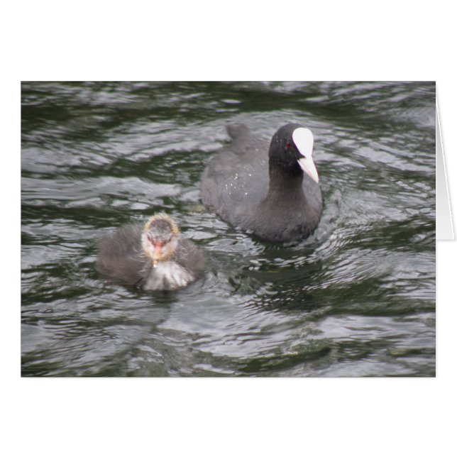 Coot and Chick Card (Vorderseite (Horizontal))