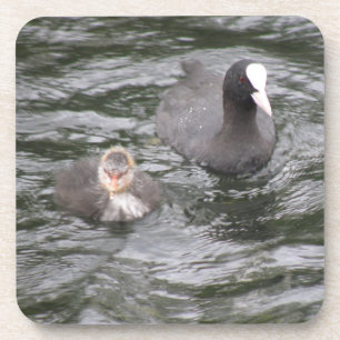 Coot and Chick Cork Untersetzer