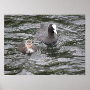 Coot and Chick Poster