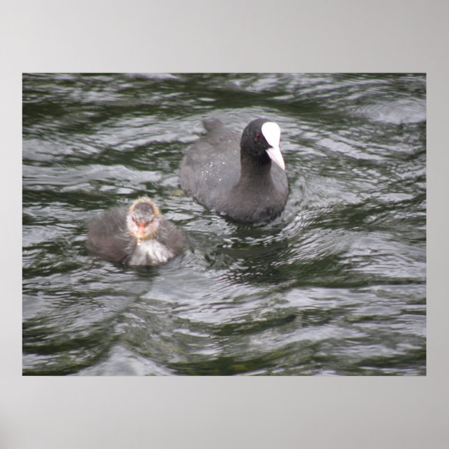 Coot and Chick Poster (Vorne)