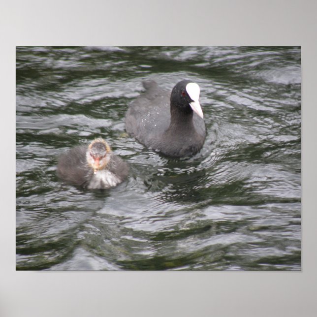 Coot and Chick Poster (Vorne)
