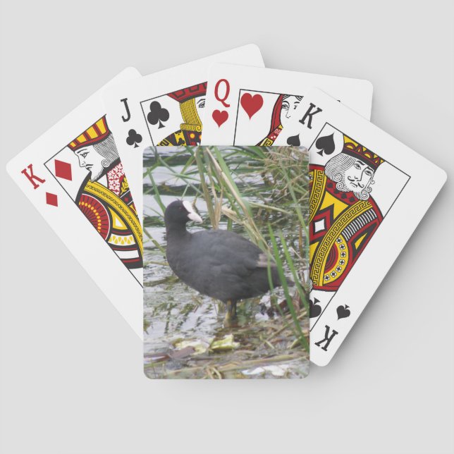 Coot auf den Riverbank Spielkarten (Rückseite)