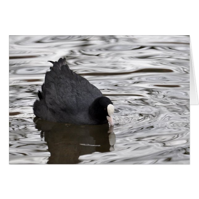 Coot auf Silberwasser (Vorderseite (Horizontal))