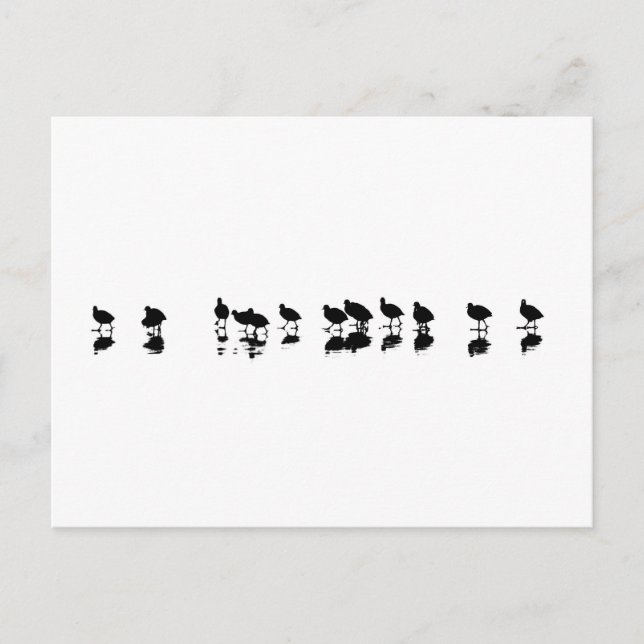 Coot Design - Schwarz auf Weiß Postkarte (Vorderseite)