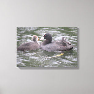 Coot Fütternd Hunger Chick Canvas Print Leinwanddruck