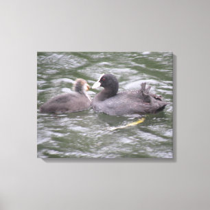 Coot Fütternd Hunger Chick Canvas Print Leinwanddruck
