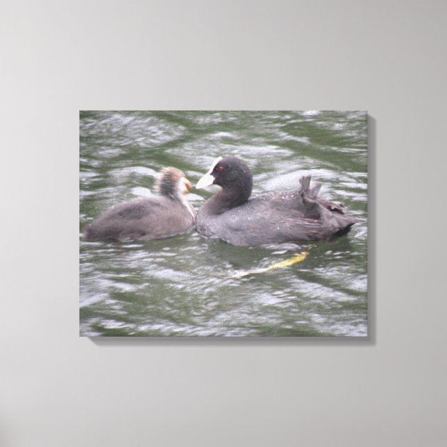 Coot Fütternd Hunger Chick Canvas Print Leinwanddruck (Vorderseite)
