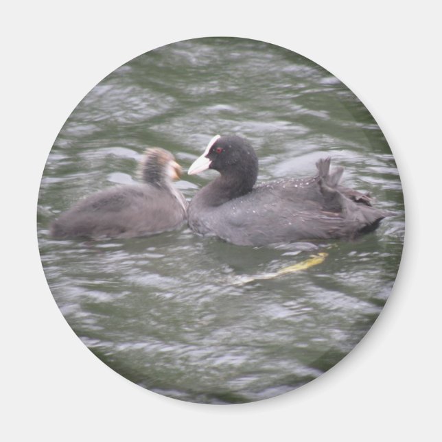Coot Fütternd Hunger Chick Magnet (Vorne)