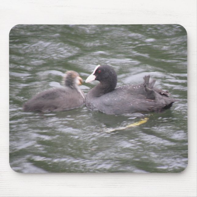 Coot Fütternd Hunger Chick Mousepad (Vorne)