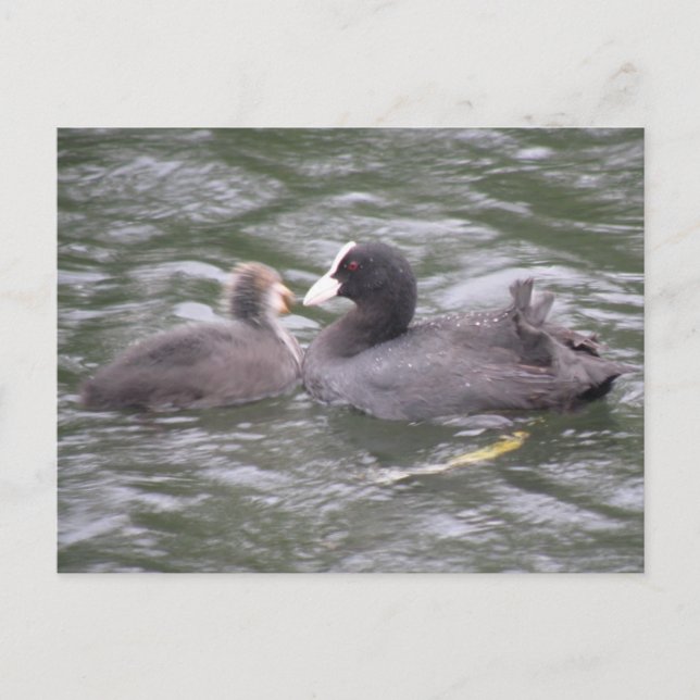 Coot Fütternd Hungerkind Postkarte (Vorderseite)