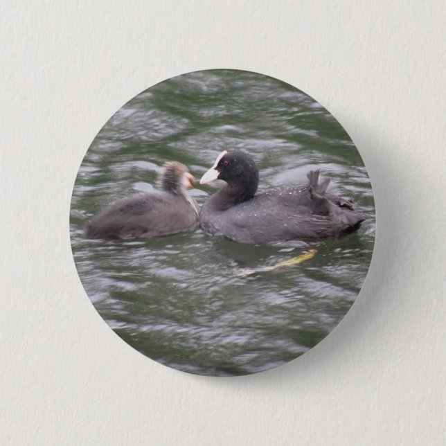 Coot Fütternd Hungerklicktaste Button (Vorderseite)