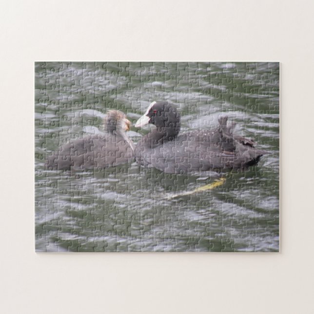 Coot Fütternd Hungerkuschelpuzzle (Horizontal)