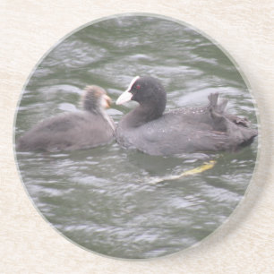 Coot Fütternd hungrige Kätzchen-Untersetzer Untersetzer