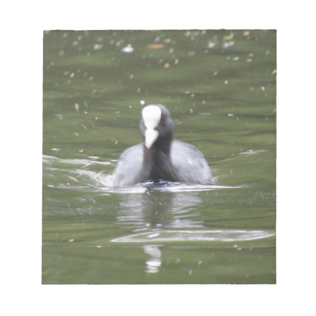 Coot Swimming Notepad Notizblock (Vorderseite)