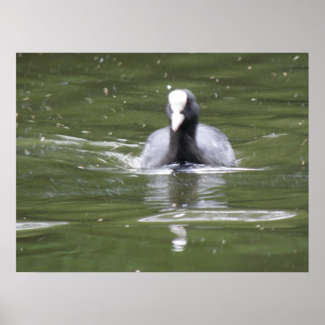 Coot Swimming Print Poster (Vorne)