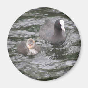 Coot und Chick Magnet
