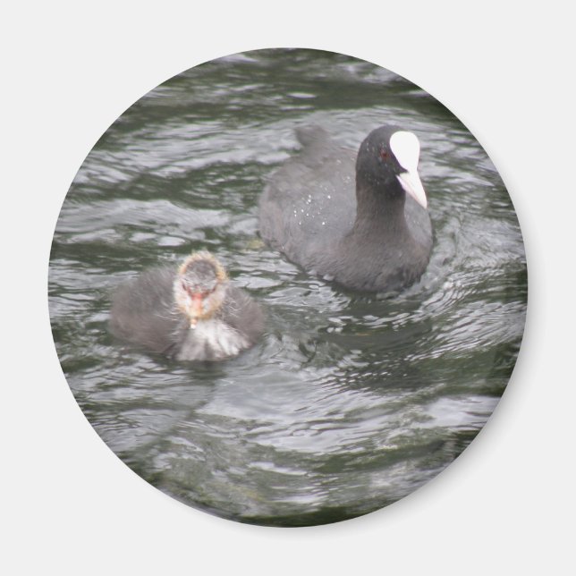 Coot und Chick Magnet (Vorne)