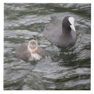 Coot und Chick Tile Fliese