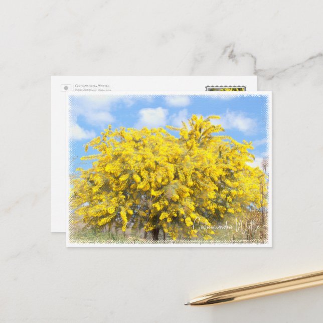 Cootamundra Wattle Postkarte (Vorderseite/Rückseite Beispiel)