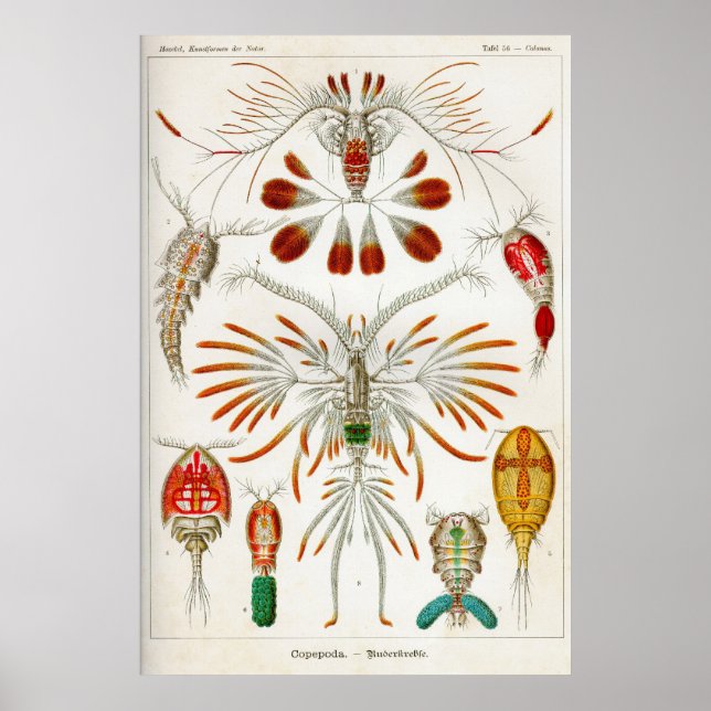 Copepoda (Krebstiere) Poster (Vorne)