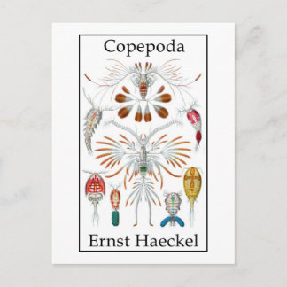 Copepoda von Ernst Haeckel Postkarte