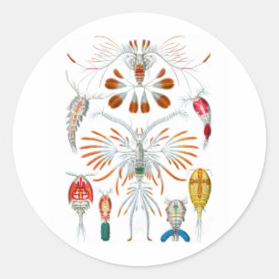 Copepods Runder Aufkleber