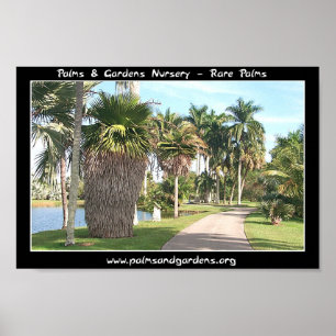 Copernicia macroglossa Palme Poster