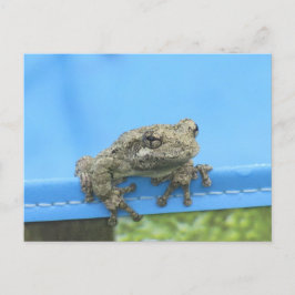 Copes Arbre de grenouille pendre Carte postale