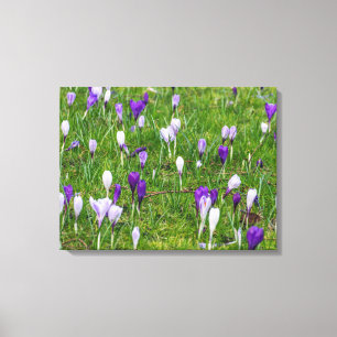 Copie blanche et pourpre de toile de crocus