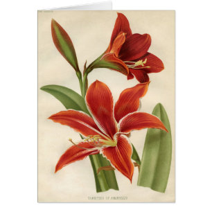 Copie botanique vintage - amaryllis
