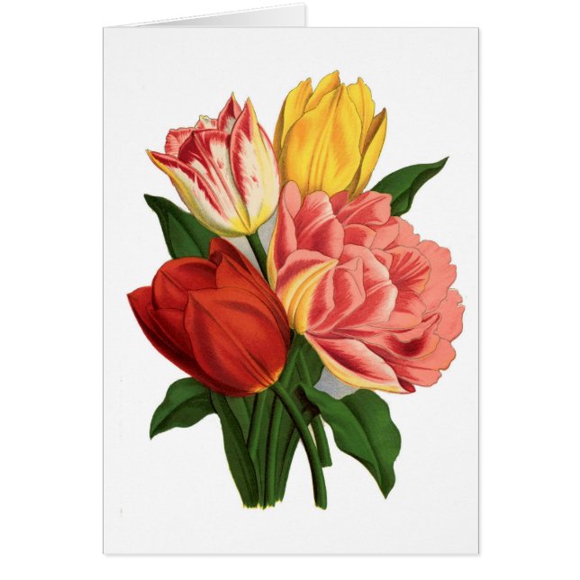 Copie botanique vintage - tulipes (Devant)
