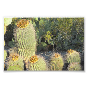 Copie de photo de cactus de baril
