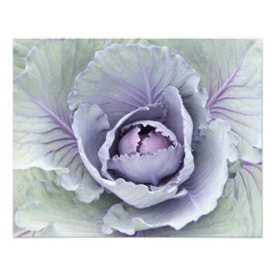 Copie de photo de chou