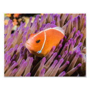 Copie de photo de Clownfish