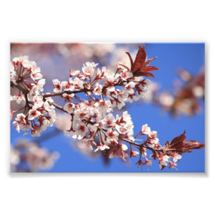 Copie de photo de fleur de prune