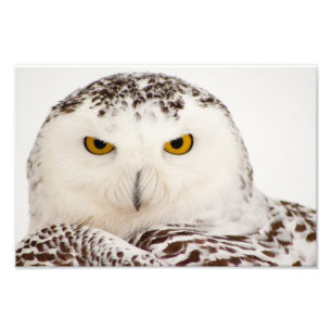Copie de photo de hibou de Milou